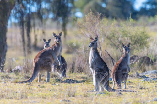 Kangaroos in a paddock in Emmaville, New South Wales - Australian Stock Image