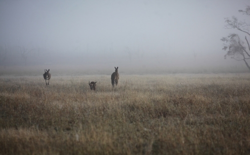 Kangaroos in landscape.  In to the mist.  Kangaroos in early morning mist. - Australian Stock Image