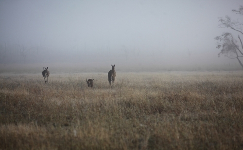 Kangaroos in landscape.  In to the mist.  Kangaroos in early morning mist.