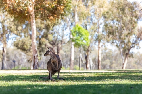 Kangaroos in park