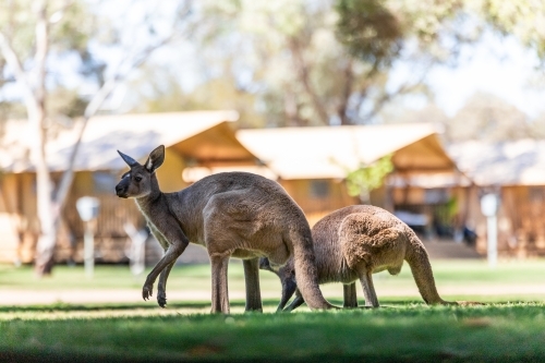 Kangaroos in park