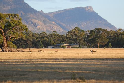 Kangaroos in regional landscape - Australian Stock Image