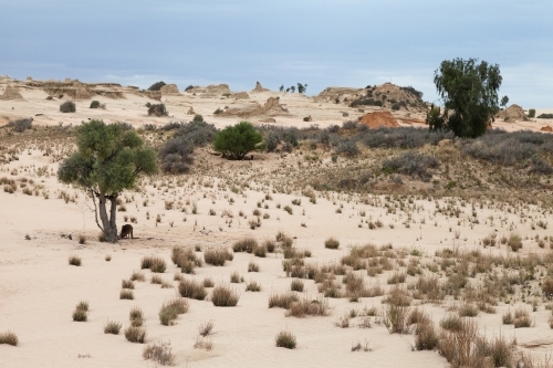 Kangaroos in the desert