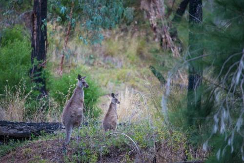 Kangaroos in the wild in the Warrumbungle National Park - Australian Stock Image