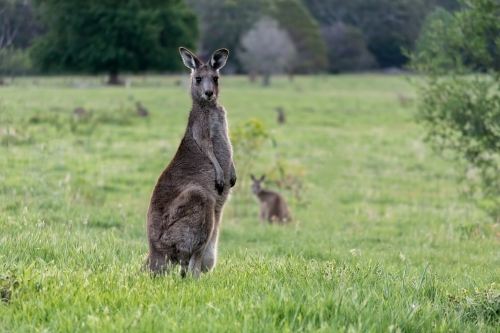 Kangaroos looking at the viewer