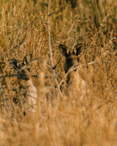 Kangaroos nestled behind tall golden grasses - Australian Stock Image