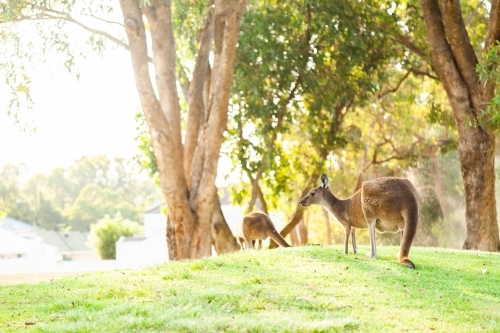 Kangaroos on green watered hillside in morning light - Australian Stock Image