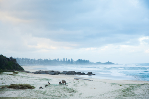 Kangaroos on the beach at sunset at Potato Point - Australian Stock Image