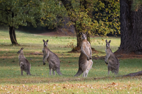 Kangaroos standing in a grass field in the afternoon - Australian Stock Image