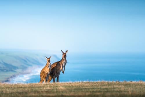 Kangaroos standing on the coast overlooking ocean in Deep Creek, South Australia - Australian Stock Image