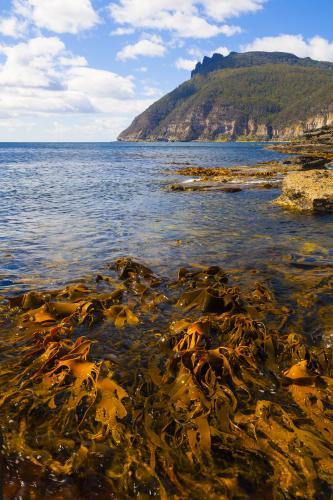 Kelp at Fossil Bay - Australian Stock Image