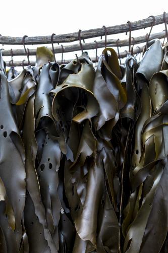 Kelp Farm on King Island - Australian Stock Image