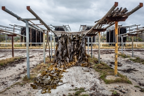 Kelp hangs out to dry on King Island - Australian Stock Image