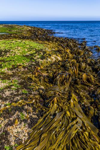 Kelp on the shore of the ocean. - Australian Stock Image