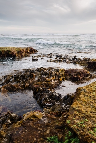 Kelp / Seaweed in the ocean at the Mornington Peninsula, Victoria, Australia