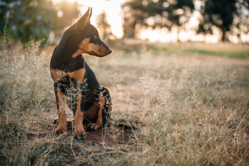 Kelpie dog looking to the side in a grassy paddock in the sun - Australian Stock Image