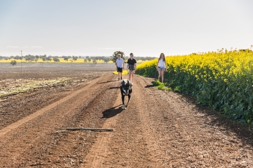 Kelpie dog running ahead of three children on dirt road on farm next to canola paddock