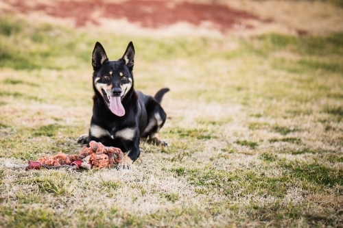 Kelpie dog with tongue out and toy laying on grass - Australian Stock Image