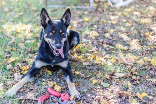 Kelpie dog with toy in autumn leaves