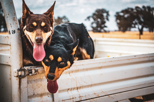 Kelpie dogs on the back of a ute - Australian Stock Image