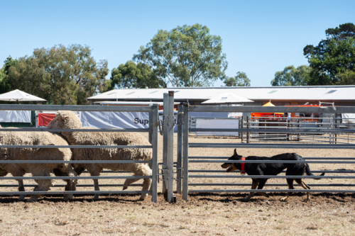Kelpie herding sheep through yard - Australian Stock Image