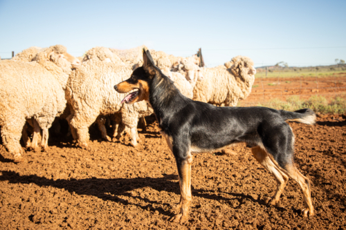 Kelpie in a yard with sheep - Australian Stock Image