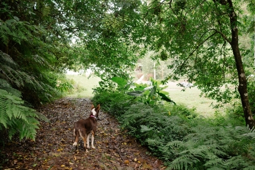 Kelpie in bush - Australian Stock Image