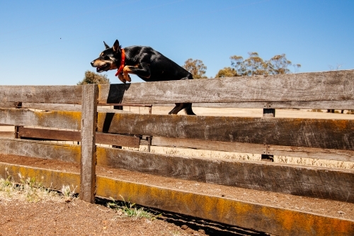Kelpie leaping a wooden fence