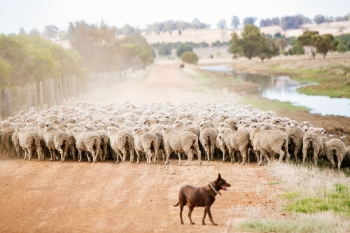Kelpie musters sheep to the yards