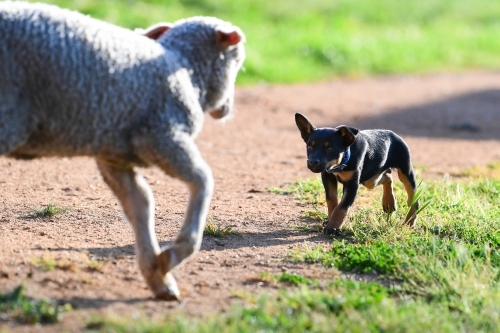Kelpie pup rounds up lamb - Australian Stock Image