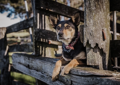 Kelpie relaxing on rustic wooden loading ramp in cattle yard - Australian Stock Image