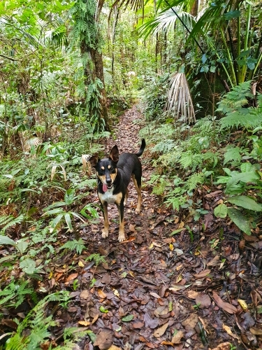 Kelpie standing on a bush track - Australian Stock Image