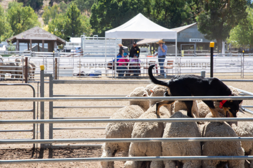 Kelpie standing on herd of sheep in at a working dog competition - Australian Stock Image