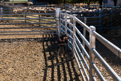 Kelpie waiting in the sheep yards - Australian Stock Image