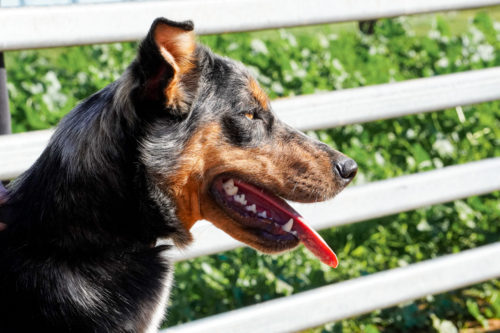 Kelpie Working Dog - Australian Stock Image