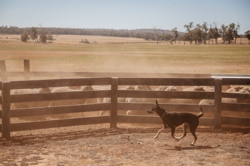 Kelpies and sheep work - Australian Stock Image