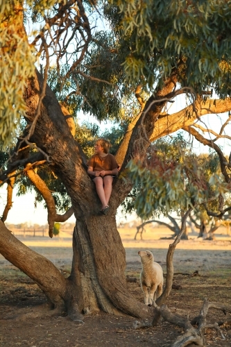 Kid climbing tree on farm with pet sheep waiting below - Australian Stock Image