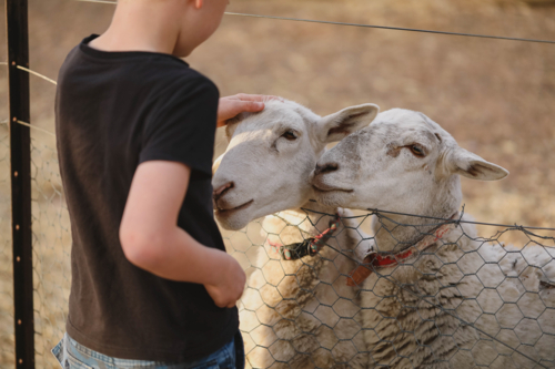 Kid interacting with sheep through fence on farm - Australian Stock Image