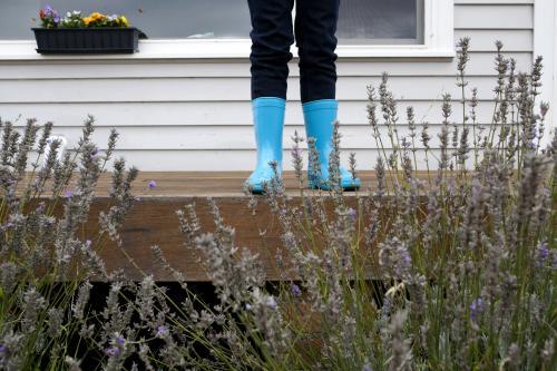 Kid wearing blue gumboots standing on verandah behind lavender - Australian Stock Image
