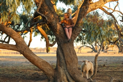 Kids climbing tree on farm with pet sheep waiting below - Australian Stock Image