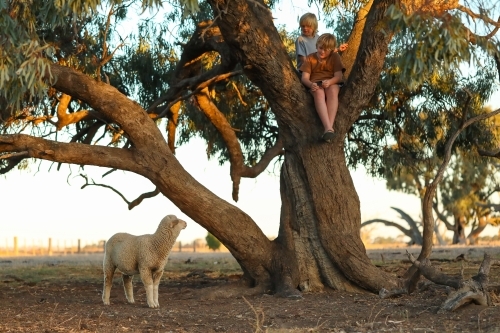 Kids climbing tree on farm with pet sheep waiting below - Australian Stock Image