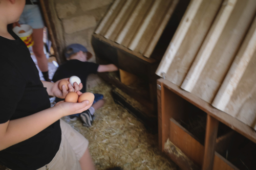 Kids gather farm eggs, learning agriculture and sustainability hands-on - Australian Stock Image
