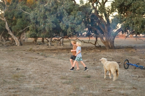 Kids on farm hanging out with pet sheep - Australian Stock Image