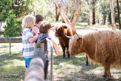 Kids standing at farm fence patting highland cows - Australian Stock Image
