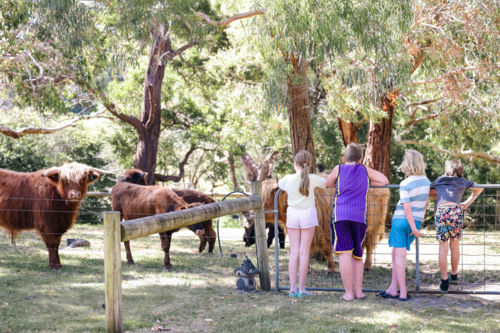 Kids standing at farm gate watching highland cows - Australian Stock Image