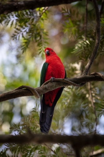 King Parrot - Australian Stock Image
