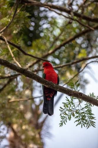 King Parrot - Australian Stock Image