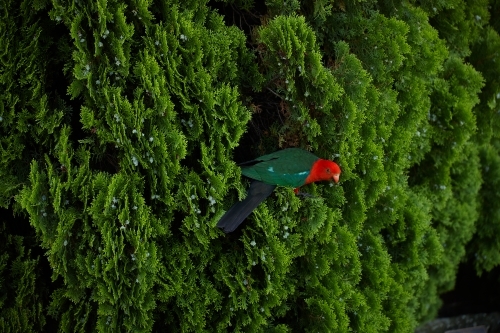 King parrot in pine tree - Australian Stock Image