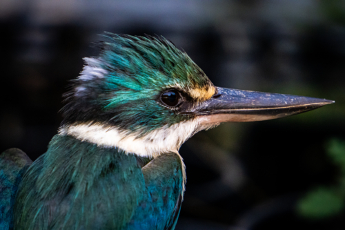 Kingfisher - Australian Stock Image