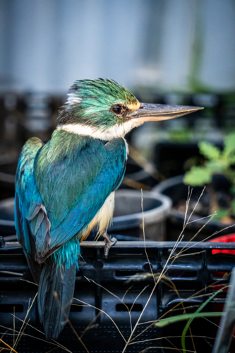 Kingfisher - Australian Stock Image